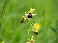 39_Ophrys araignee_1